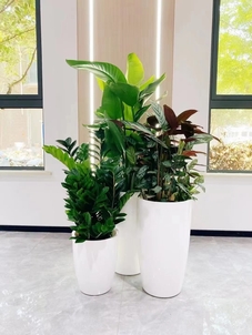 余姚盆景出租，给空间注入生机与活力